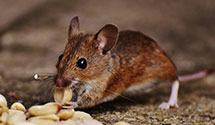 24 Hour & Emergency Exterminators in Aerial Acres, CA
